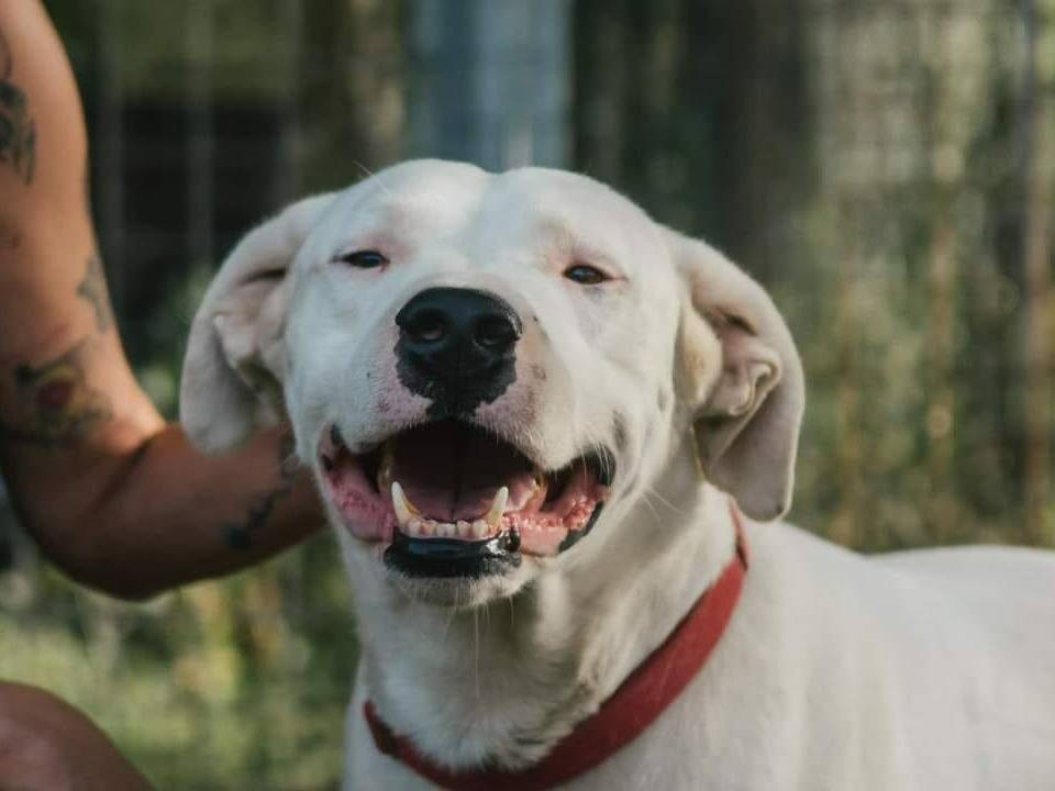 Adotta un cane, taglia media, maschio, Bologna