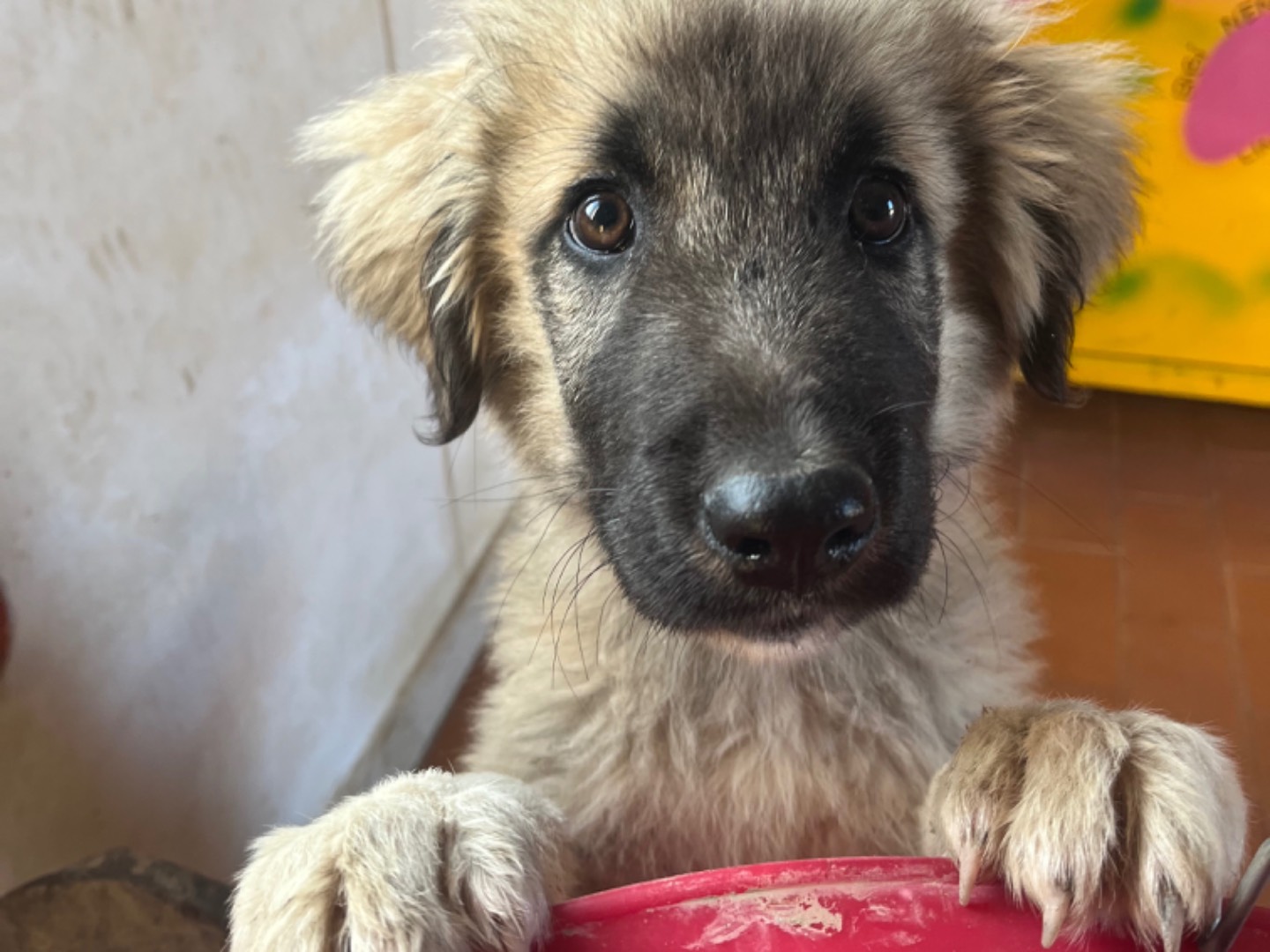 Foto dell'animale