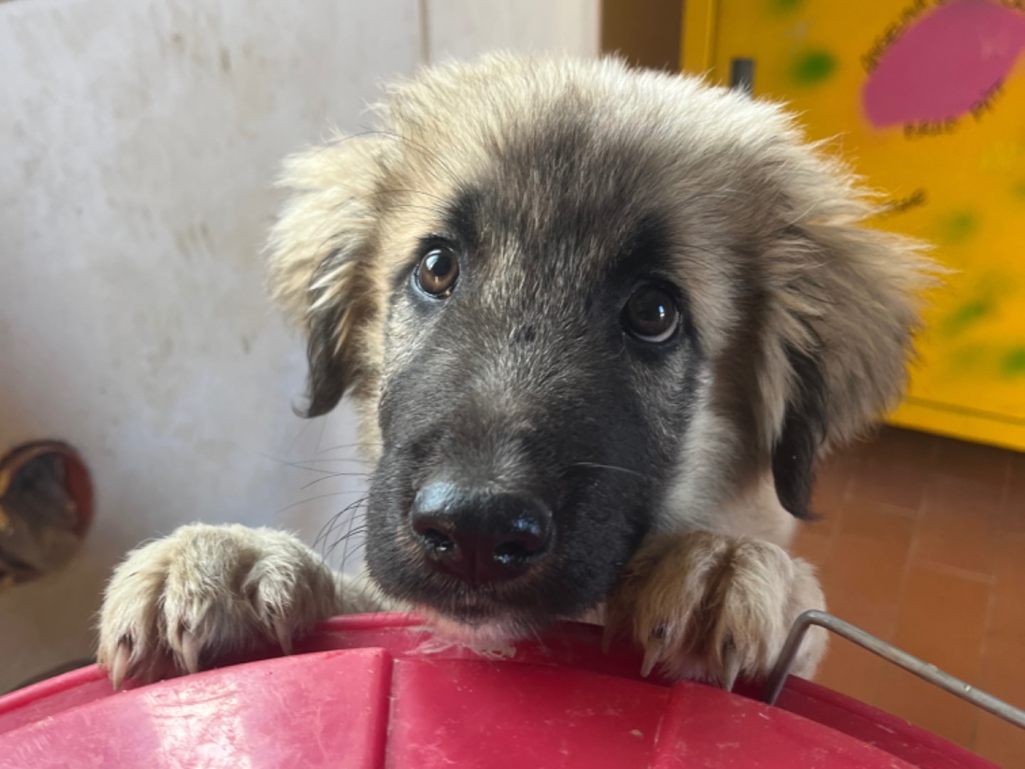 Adotta un cane, maschio, 7 mesi, Agrigento