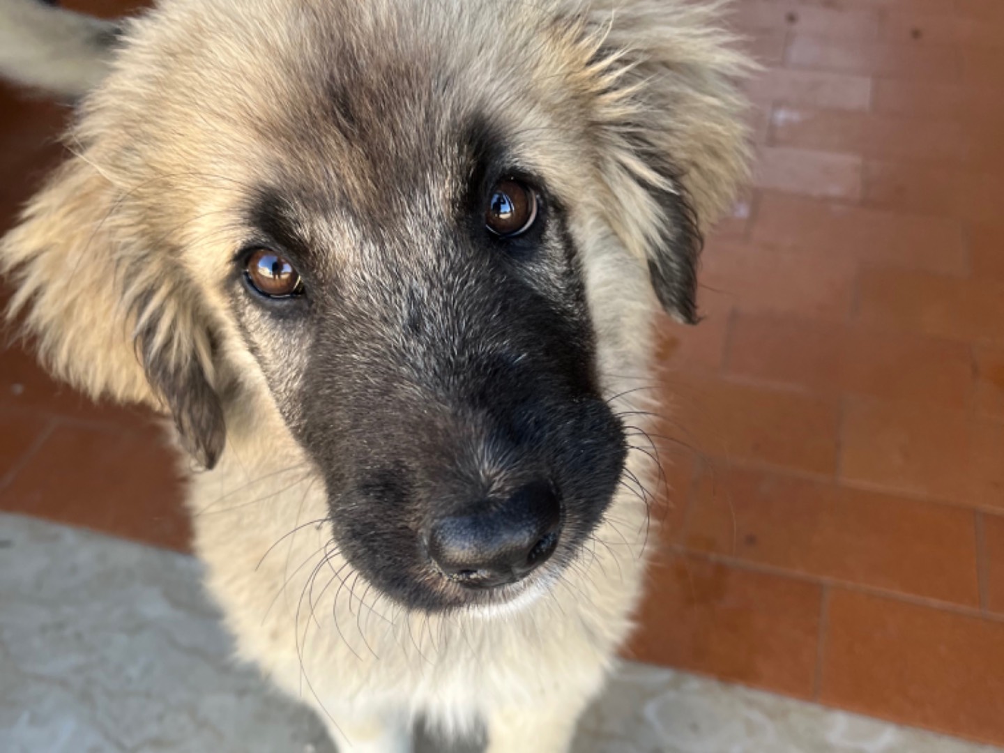 Adotta un cane, taglia gigante, maschio, Agrigento
