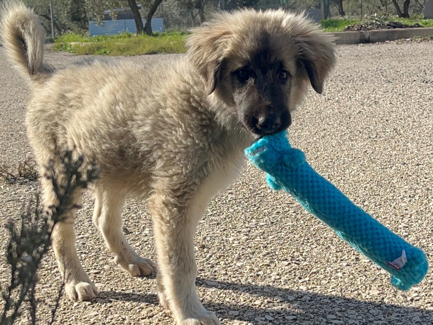 Vuoi adottare un cane a Agrigento?