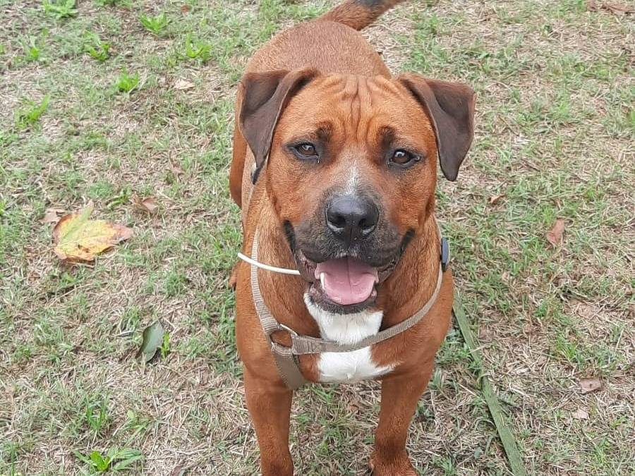 Adotta un cane, taglia media, maschio, Bologna