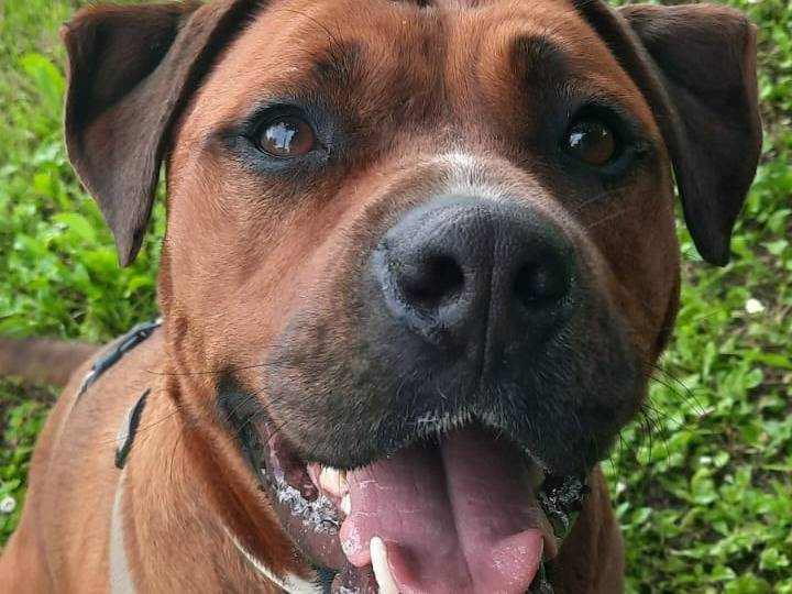 Adotta il cane Igor a Bologna