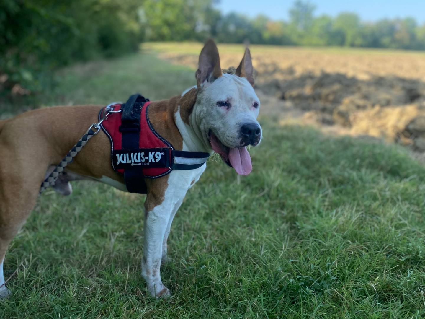 Adotta un cane, maschio, 11 anni  e 2 mesi , Bologna