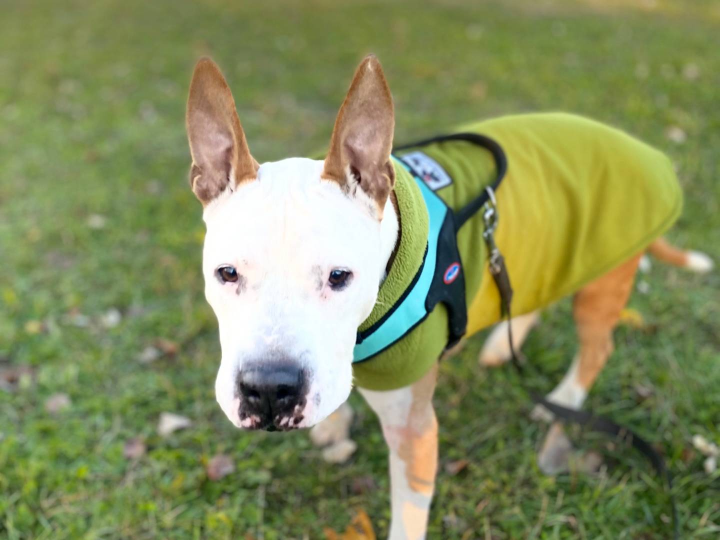 Adotta un cane, taglia media, maschio, Bologna
