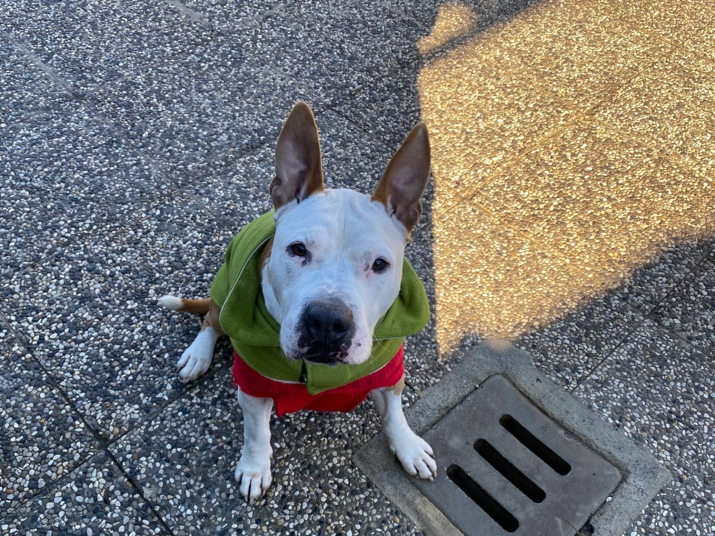 Adotta il cane Django a Bologna