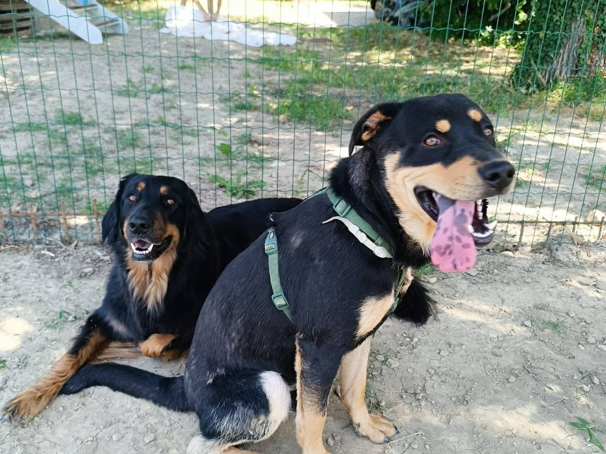 Adotta un cane, maschio, 1 anno e 11 mesi , Bologna