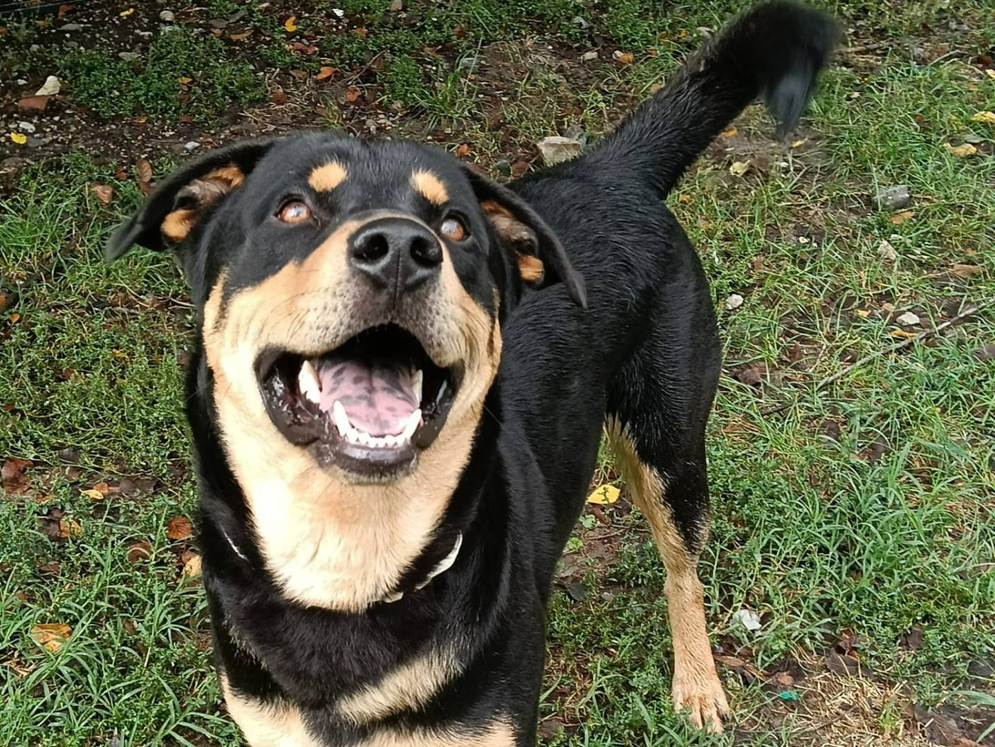 Adotta un cane, taglia media, maschio, Bologna