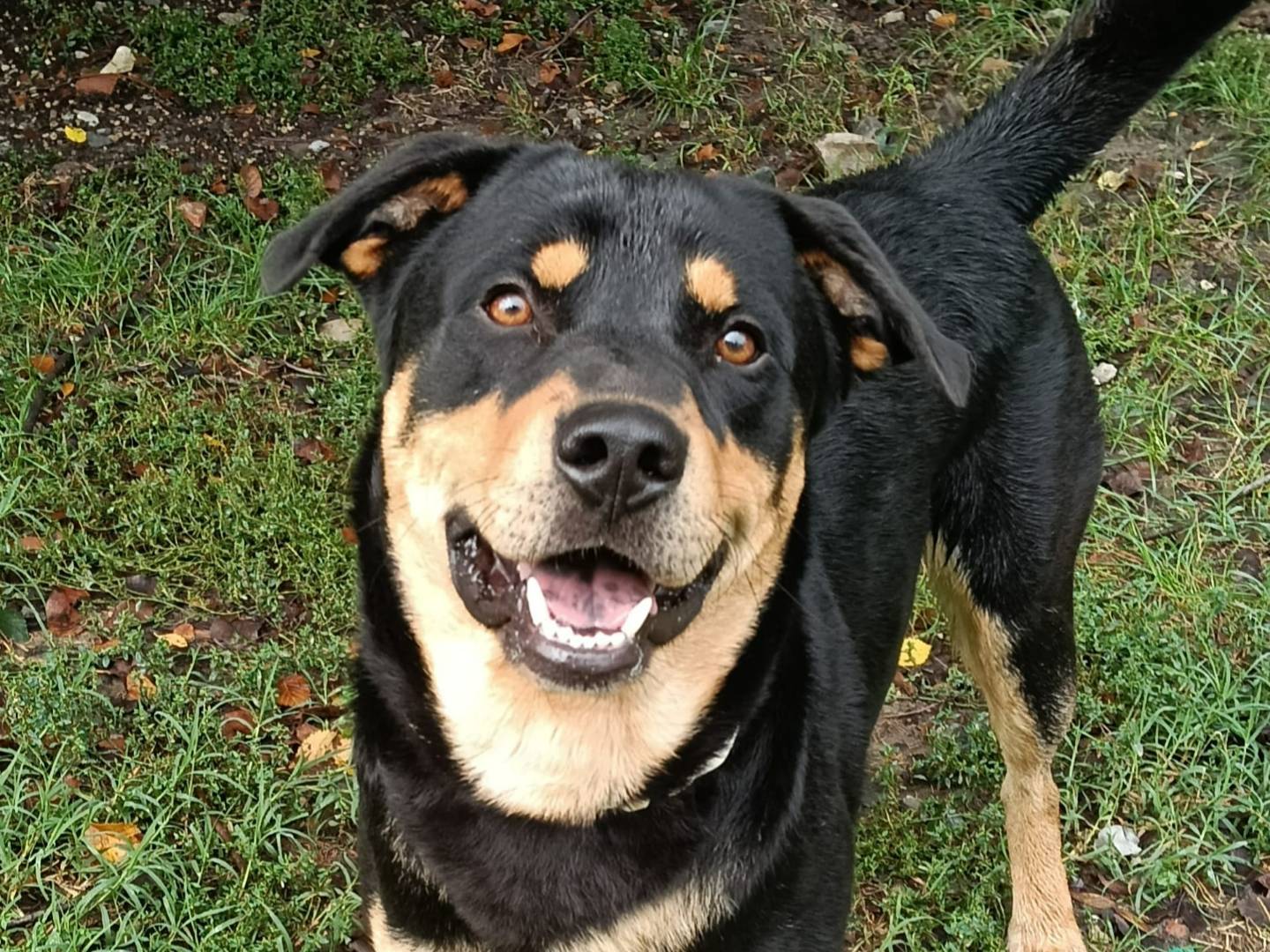 Vuoi adottare un cane a Bologna?