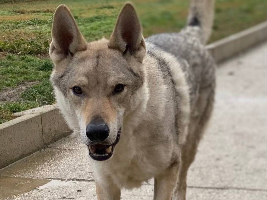 Adotta un cane, maschio, 7 anni  e 6 mesi , Bologna