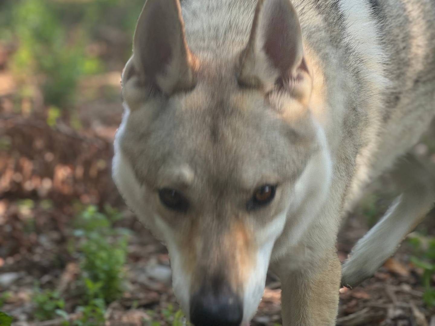 Adotta un cane, taglia grande, maschio, Bologna