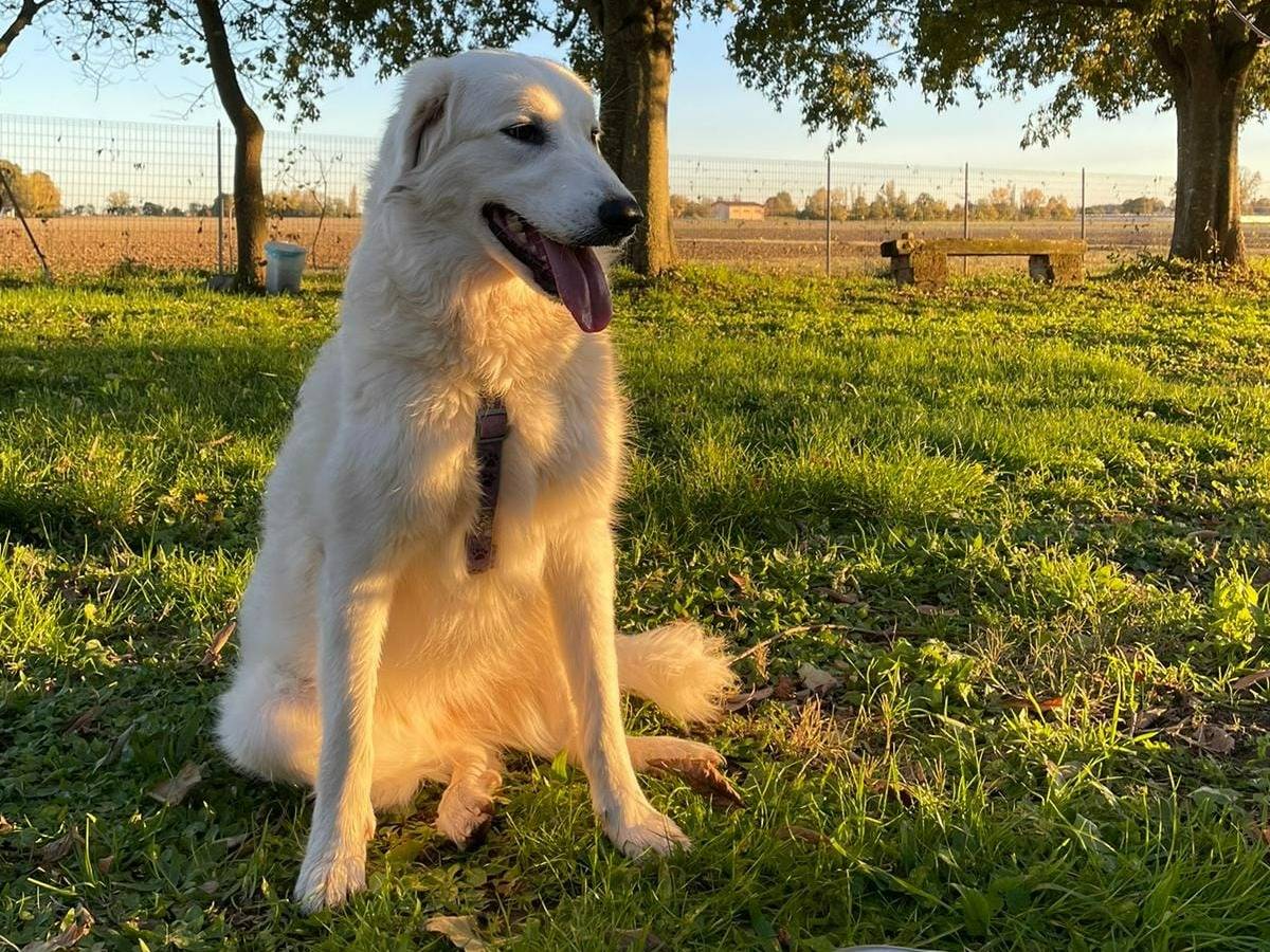 Foto dell'animale