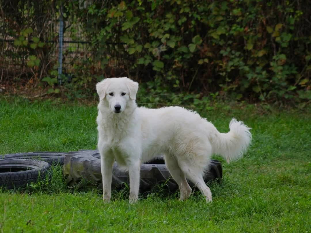 Vuoi adottare un cane a Bologna?