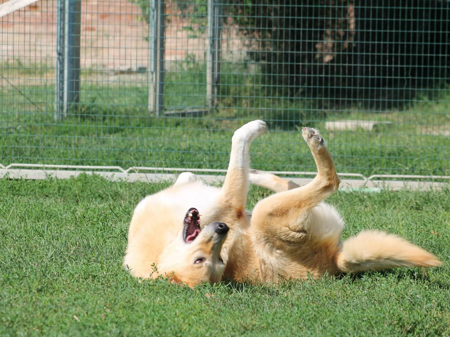 Adotta un cane, maschio, 12 anni  e 9 mesi , Bologna