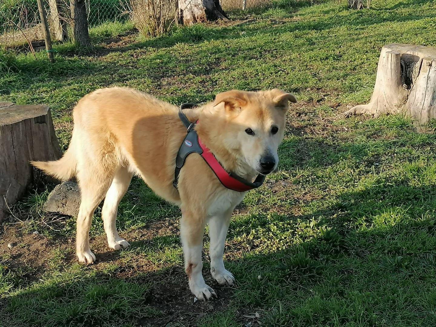 Vuoi adottare un cane a Bologna?