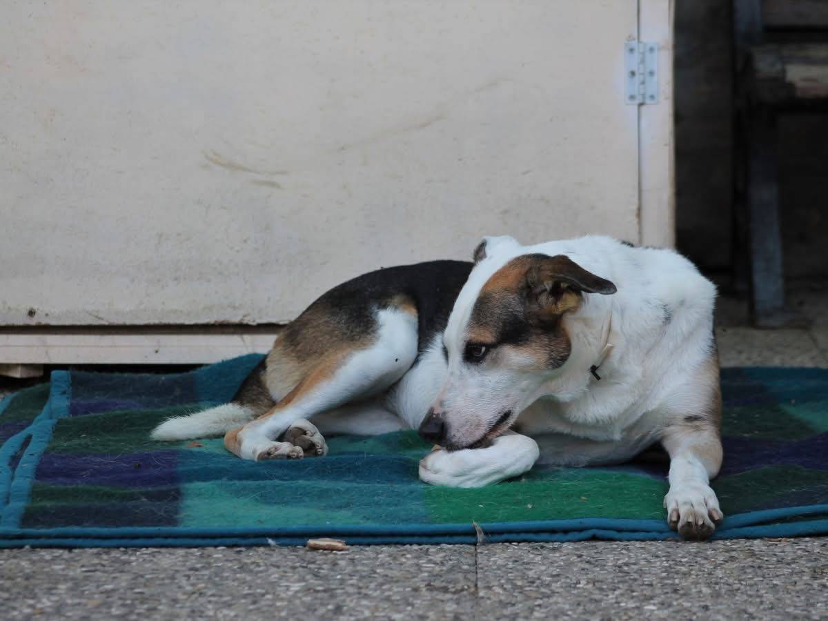 Adotta un cane, taglia media, femmina, Bologna