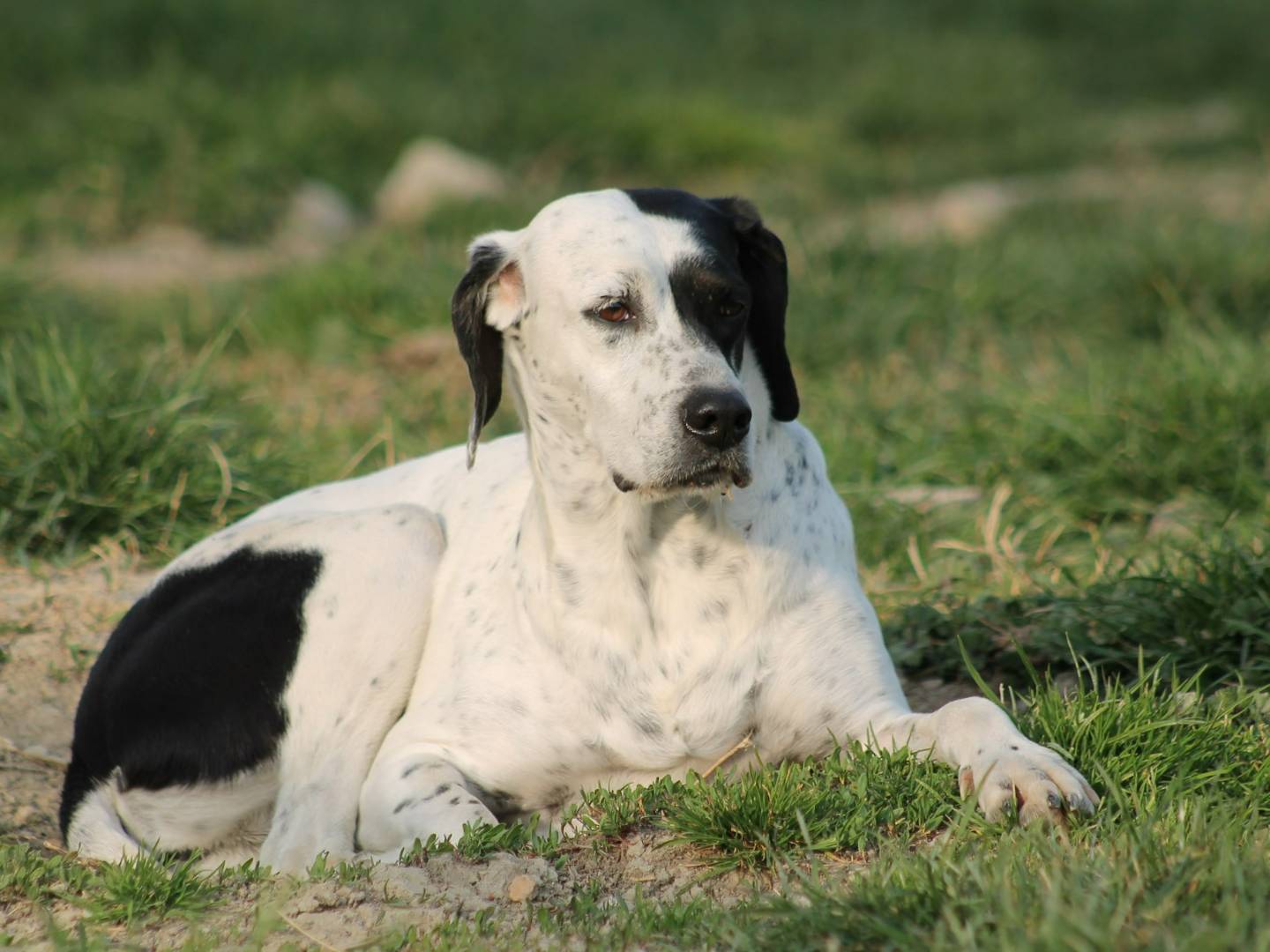 Adotta un cane, taglia media, femmina, Bologna
