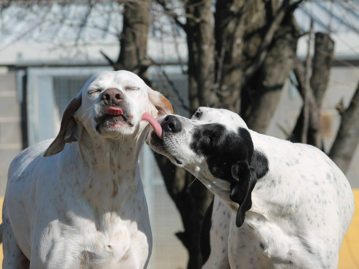 Vuoi adottare un cane a Bologna?