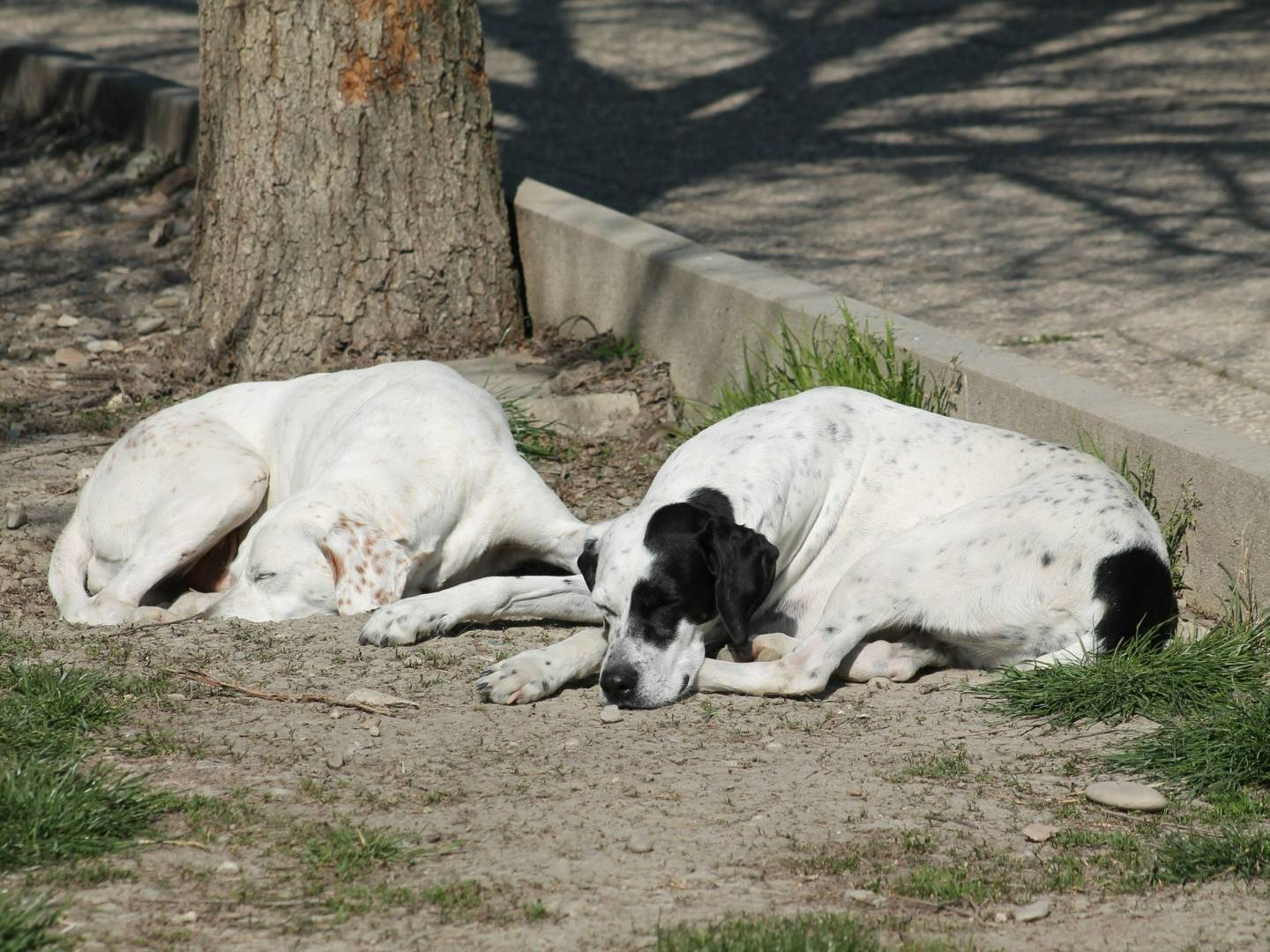 Foto 3 dell'animale