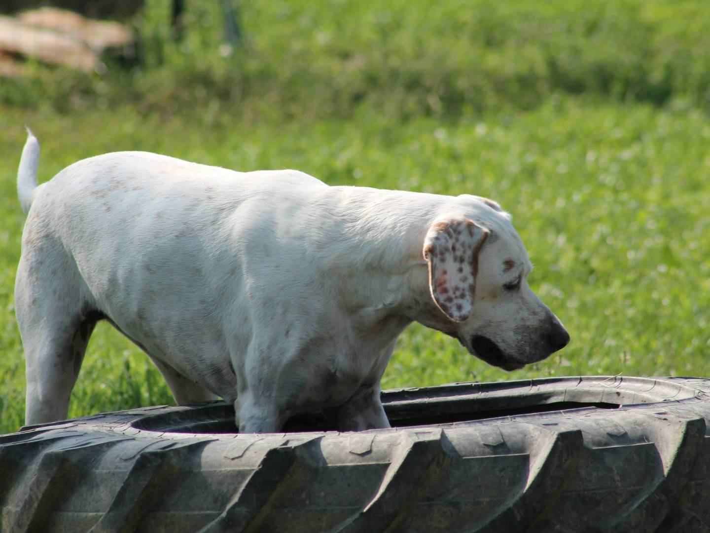 Adotta un cane, femmina, 9 anni  e 2 mesi , Bologna