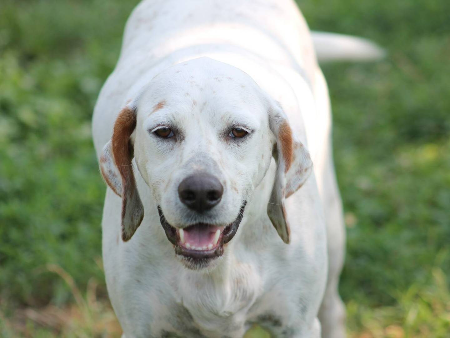 Adotta un cane, taglia media, femmina, Bologna