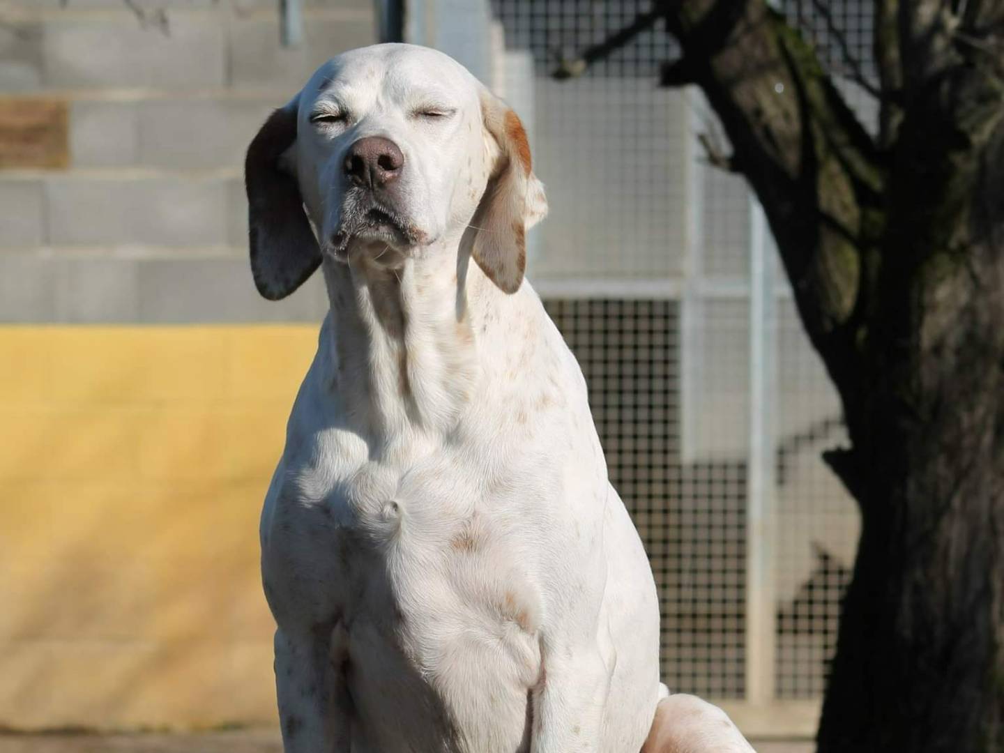 Adotta il cane Selma a Bologna