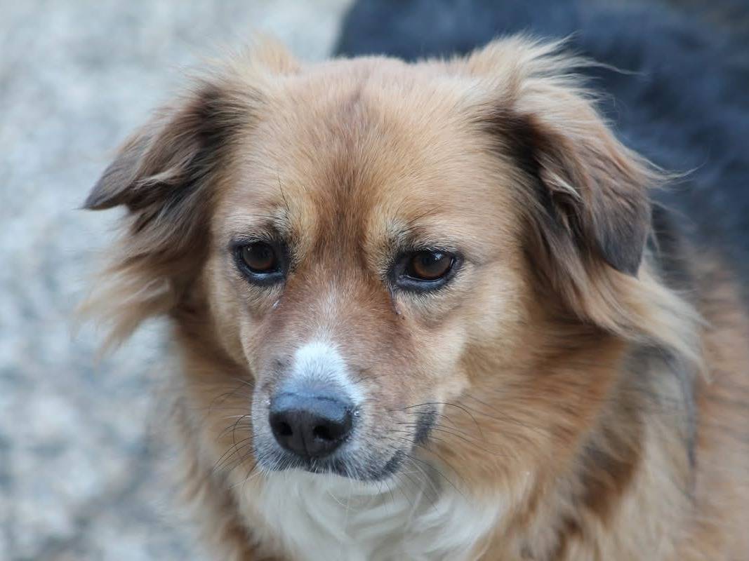 Adozione cane, femmina, Razza sconosciuta Razza sconosciuta, 10 anni  e 5 mesi , taglia piccola, Bologna