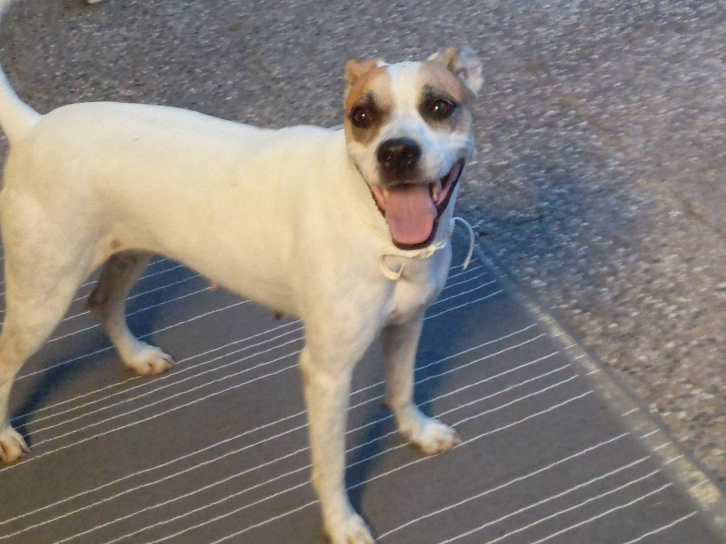 Adozione cane, femmina, Pitbull Razza sconosciuta, 5 anni e 3 mesi, taglia media, Bologna