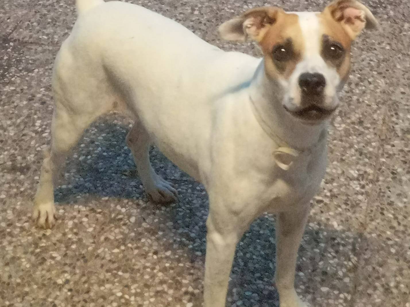 Adotta un cane, femmina, 5 anni e 3 mesi, Bologna