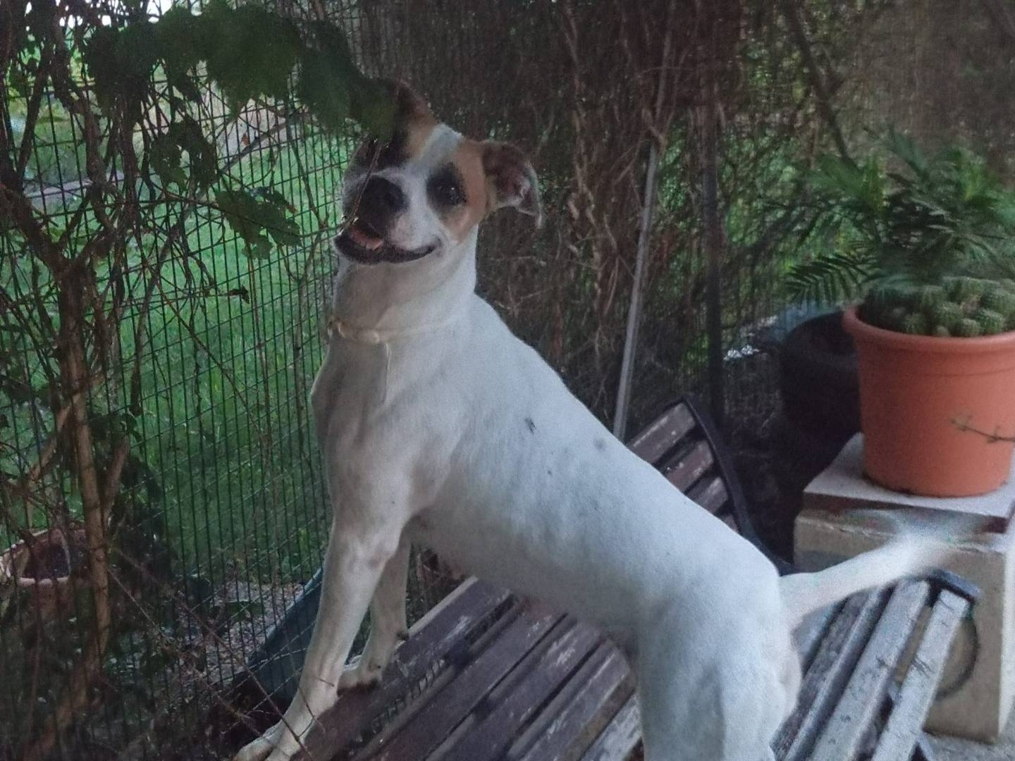 Adotta un cane, taglia media, femmina, Bologna