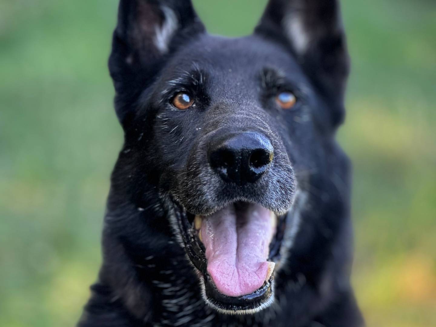 Vuoi adottare un cane a Bologna?