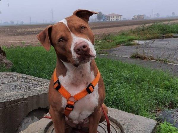 Adozione cane, femmina, Pitbull Razza sconosciuta, 6 anni e 5 mesi, taglia media, Bologna