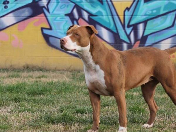 Adotta un cane, taglia media, femmina, Bologna