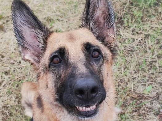 Adotta un cane, femmina, 8 anni e 3 mesi, Bologna