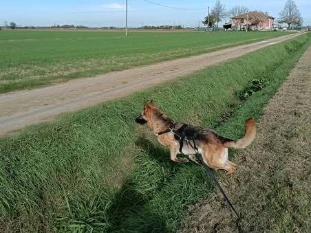 Vuoi adottare un cane a Bologna?