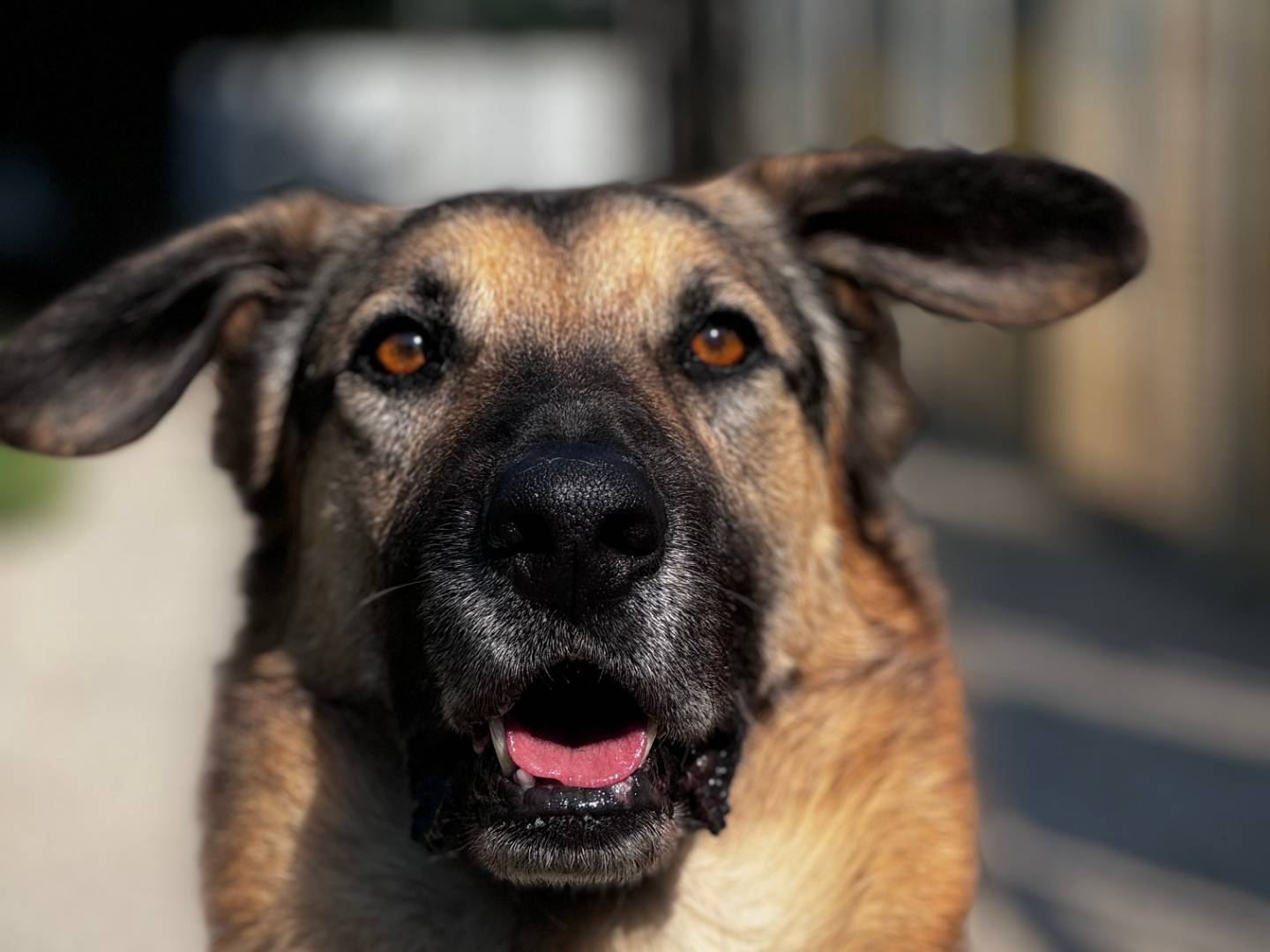 Adotta il cane Rocky a Bologna