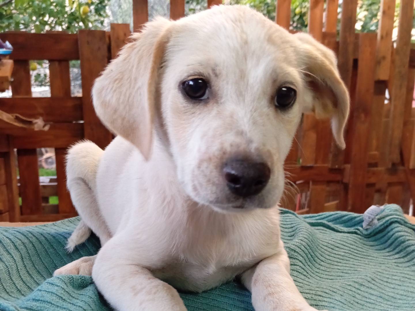 Adozione cane, maschio, Razza sconosciuta Razza sconosciuta, 1 anno, taglia media, Frosinone