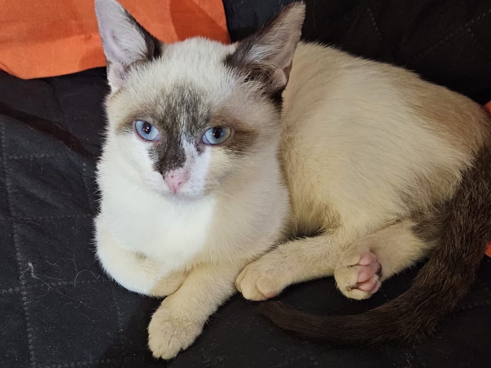 Adozione gatto, maschio, Siamese Razza sconosciuta, 1 anno, taglia non valida, Chieti