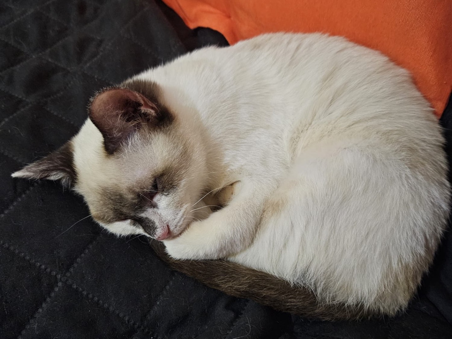 Adotta un gatto, maschio, 1 anno, Chieti