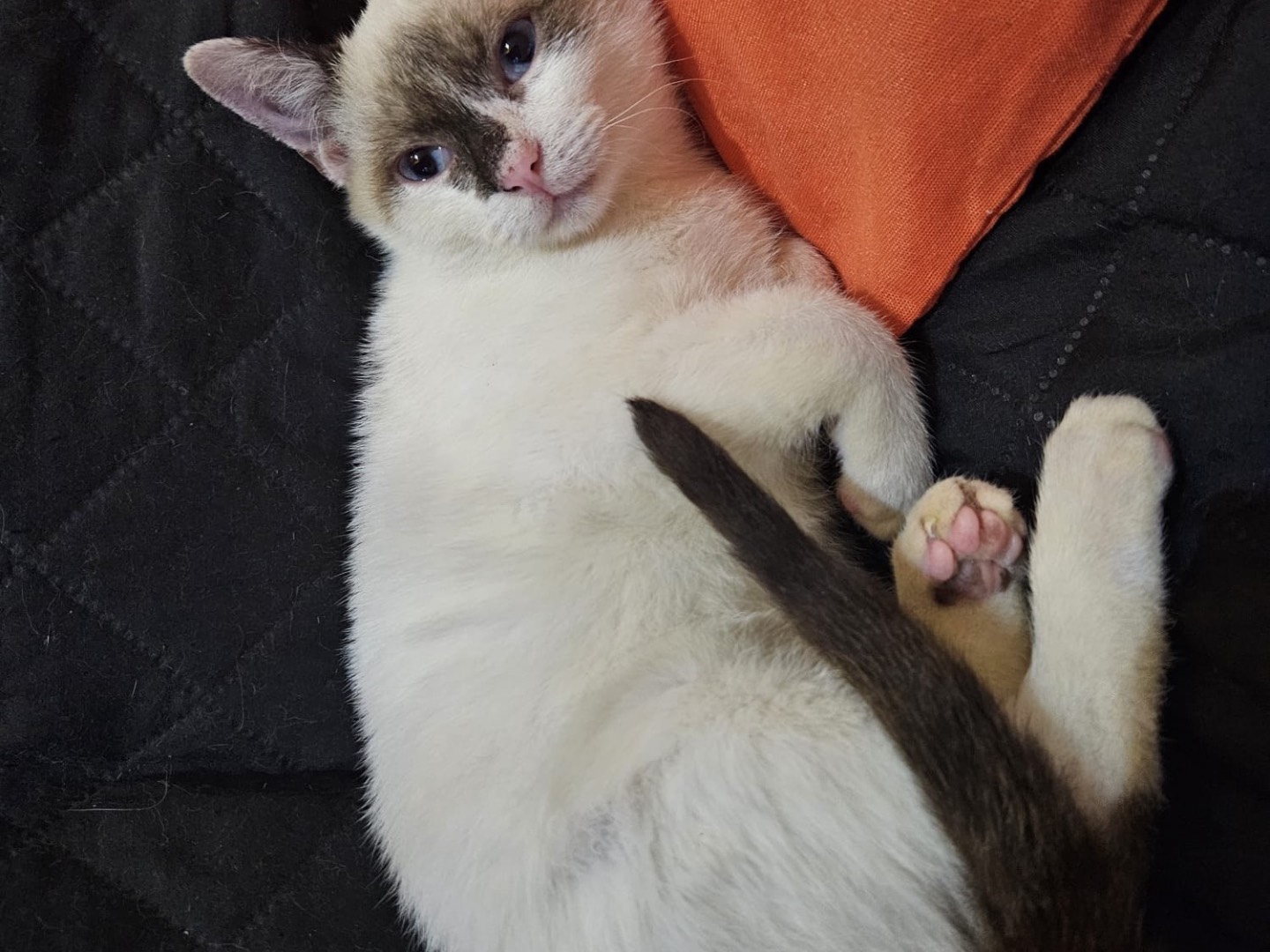 Adotta un gatto, taglia non valida, maschio, Chieti