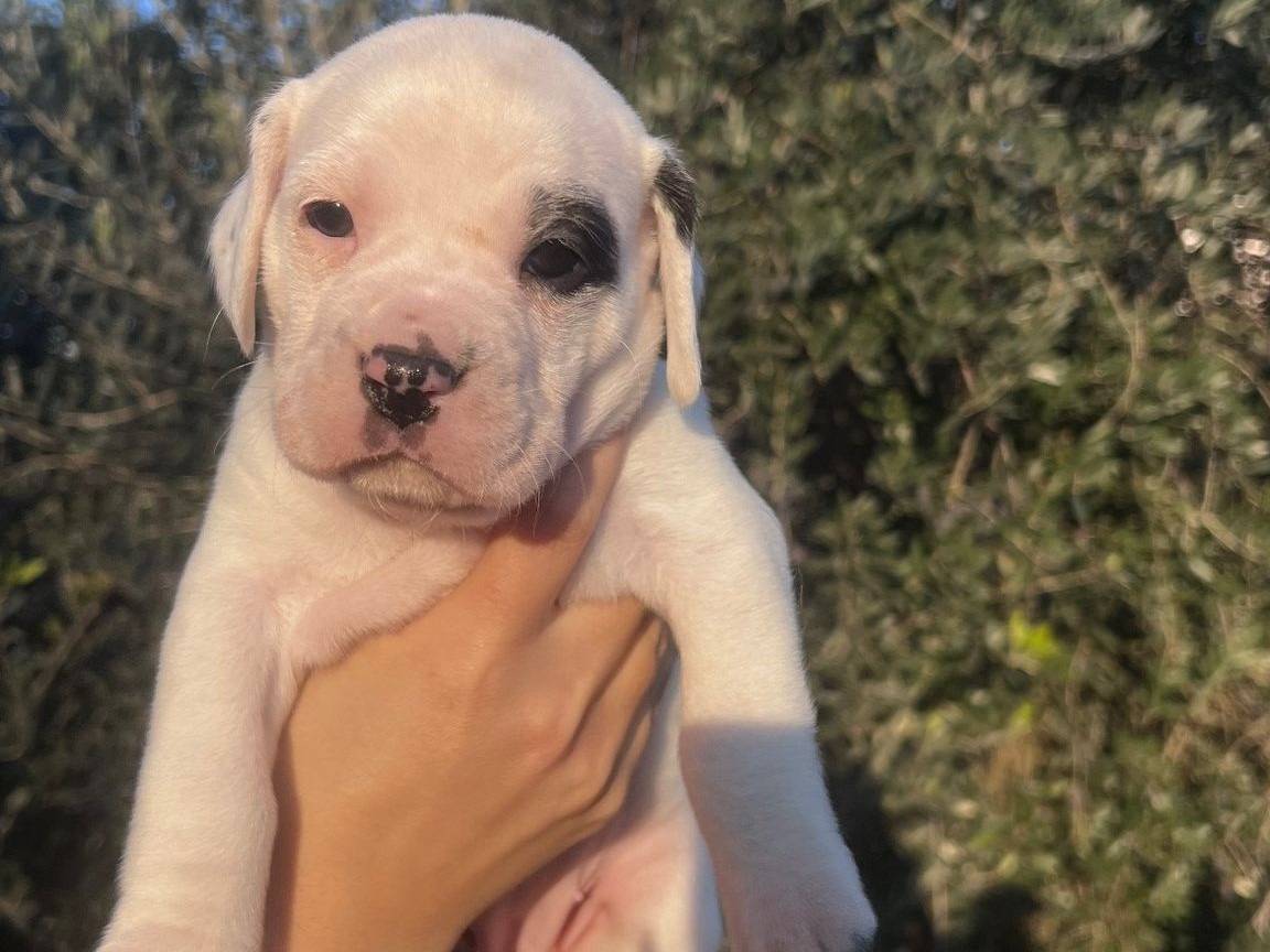 Adotta un cane, femmina, 1 anno e 3 mesi, Frosinone