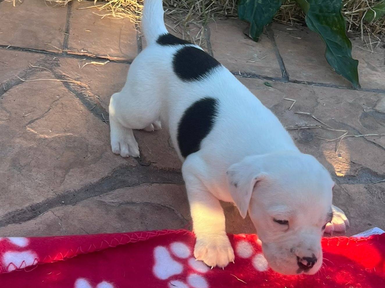 Adotta un cane, taglia media, femmina, Frosinone