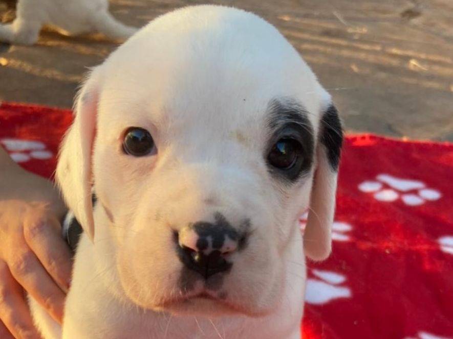 Vuoi adottare un cane a Frosinone?