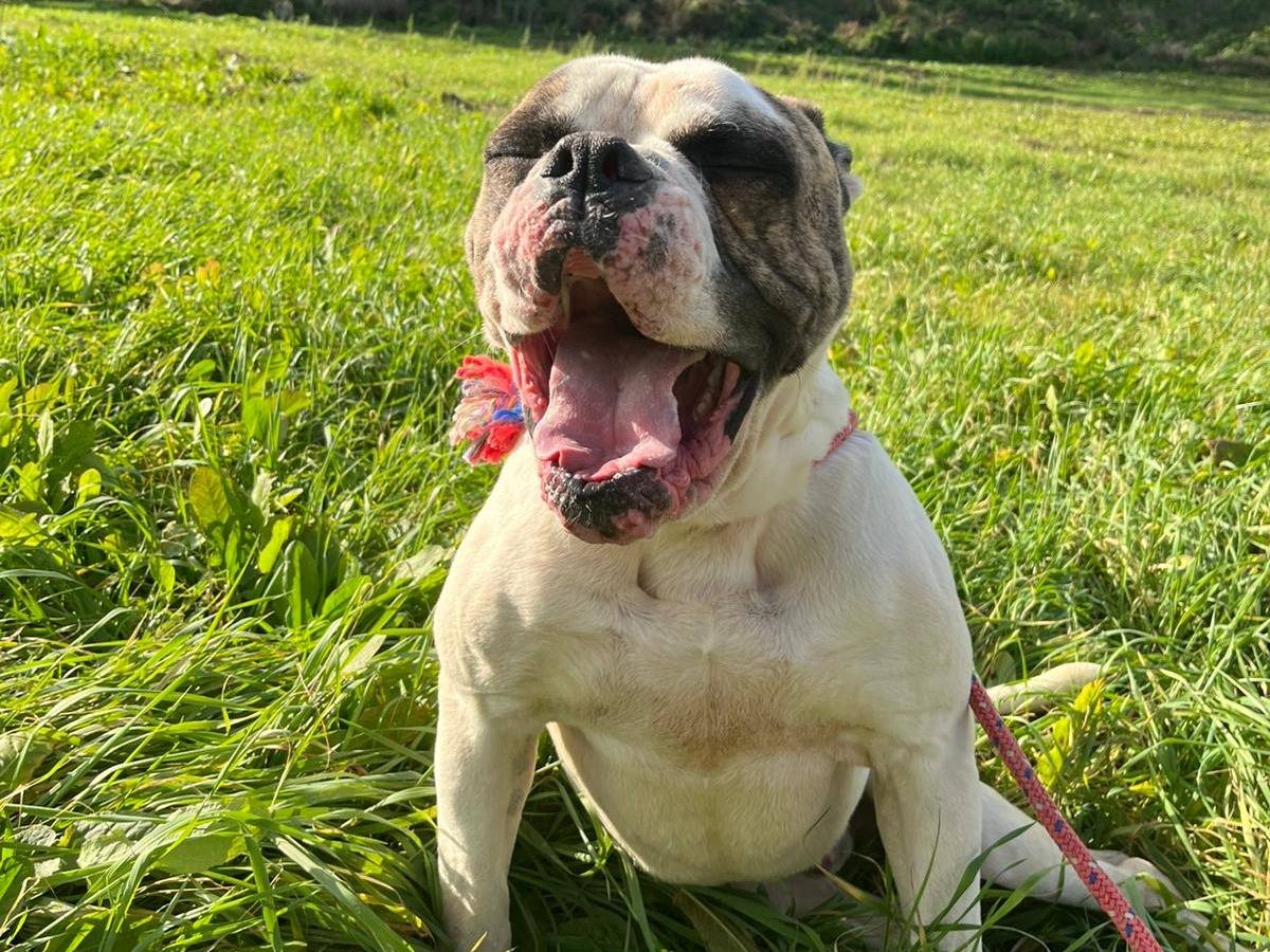 Adotta un cane, maschio, 2 anni  e 6 mesi , Viterbo