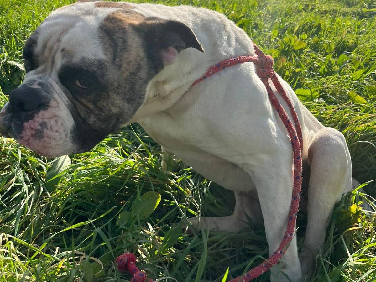 Adotta un cane, taglia media, maschio, Viterbo