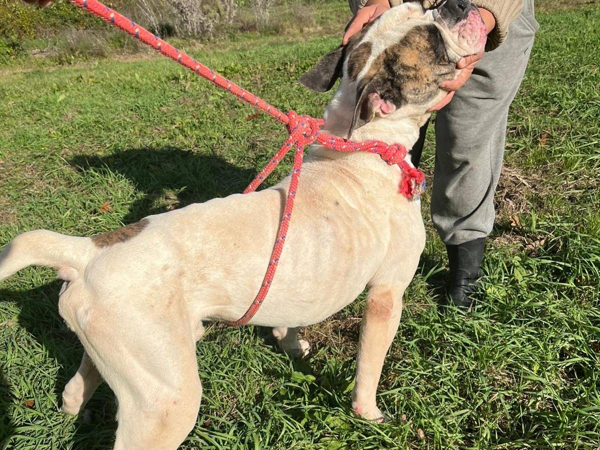 Adotta il cane Bull a Viterbo