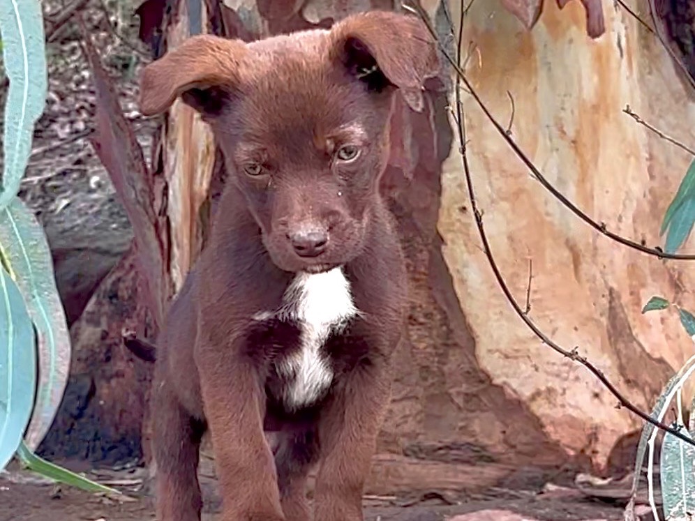 Adotta un cane, taglia media, maschio, Catania