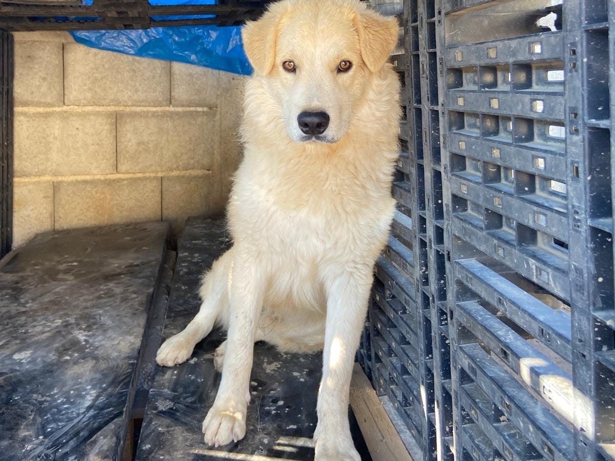 Adotta un cane, maschio, 1 anno e 4 mesi , Cagliari