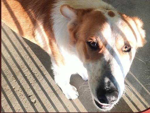 Adotta un cane, maschio, 1 anno e 5 mesi , Cuneo