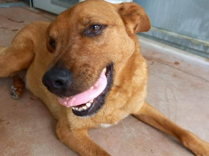 Adotta un cane, maschio, 12 anni  e 10 mesi , Modena